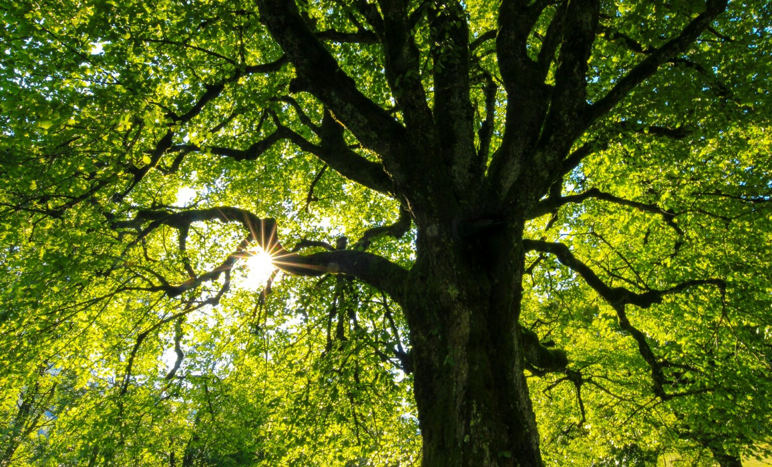 Großer Baum mit grünem Blätterdach, durch welches das Sonnenlicht scheint